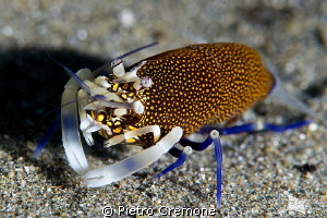Spotted bumblebee shrimp by Pietro Cremone 